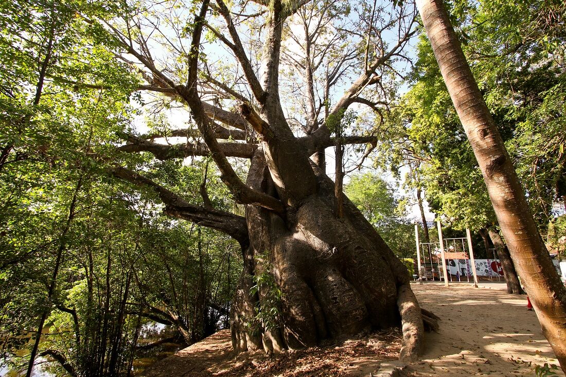 Árvore dá nome ao espaço público