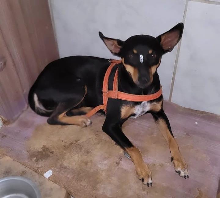 Lua, cadelinha que estará disponível no evento de adoção do Camará Shopping