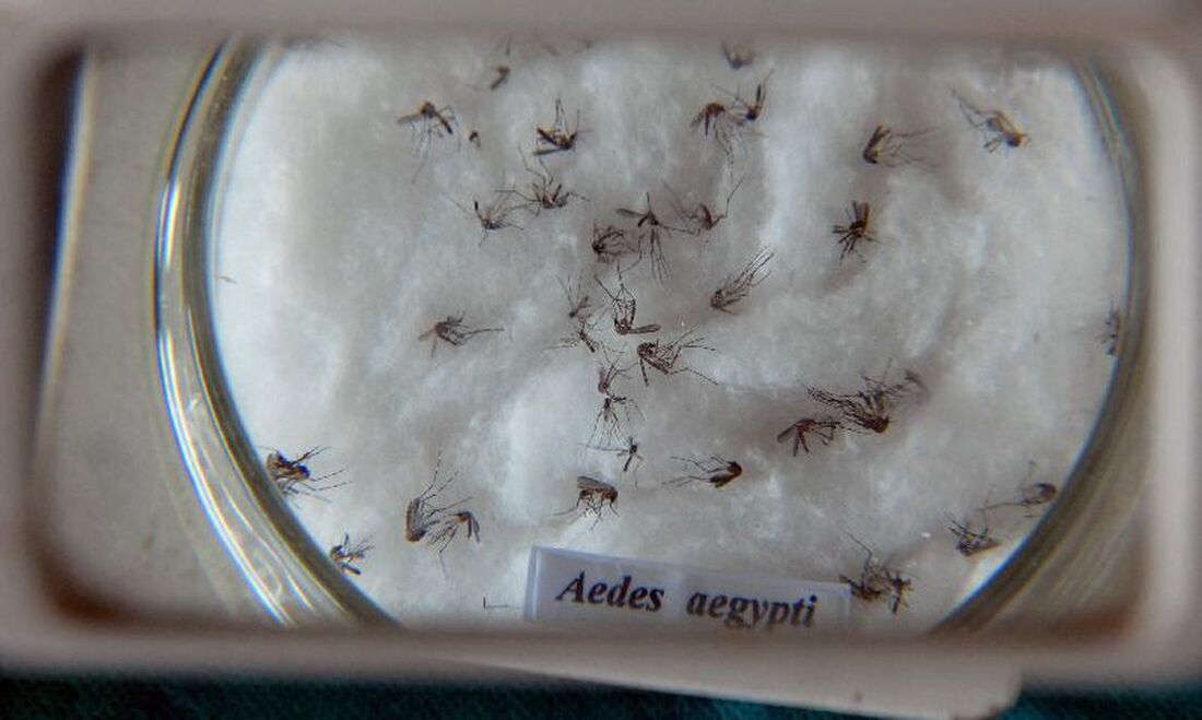 Aedes Aegypti, mosquito transmissor da dengue