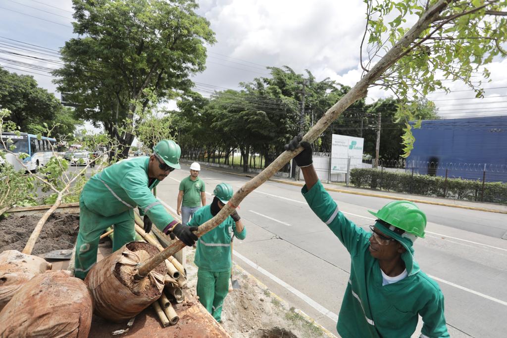 Plantio de árvore adulta na Avenida Recife