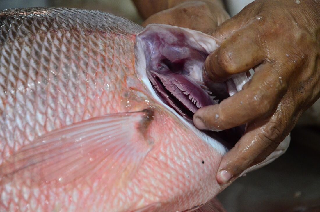 Peixe com guelras avermelhadas