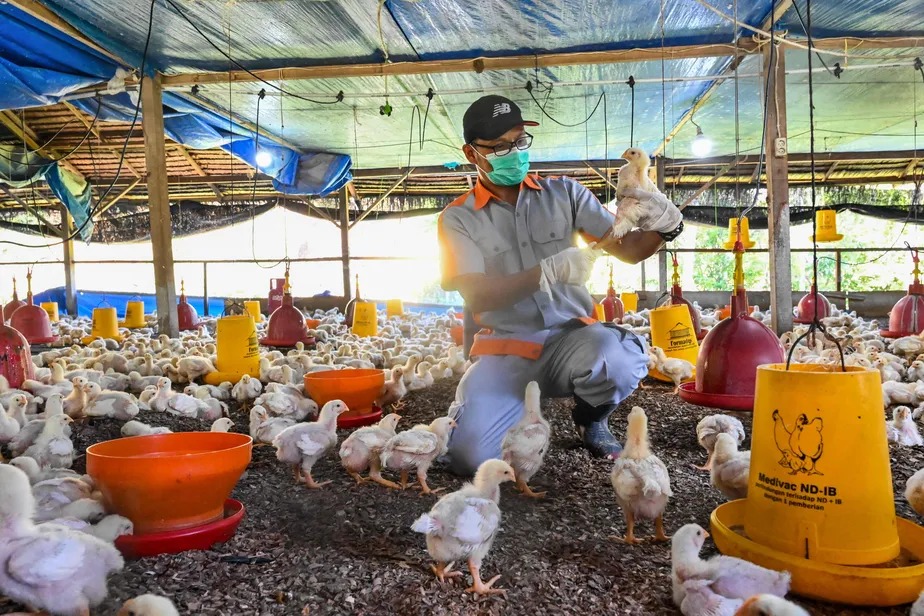 Gripe Aviária: Brasil está estado de emergência zoosanitária 