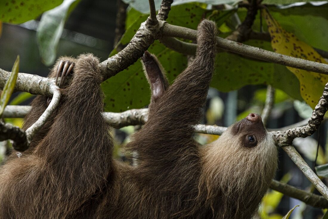 O pelo da preguiça costa-riquenha pode produzir antibióticos que mantêm afastados patógenos que poderiam deixar o animal tropical doente. Agora, os cientistas se perguntam se poderiam aplicar isso aos humanos.