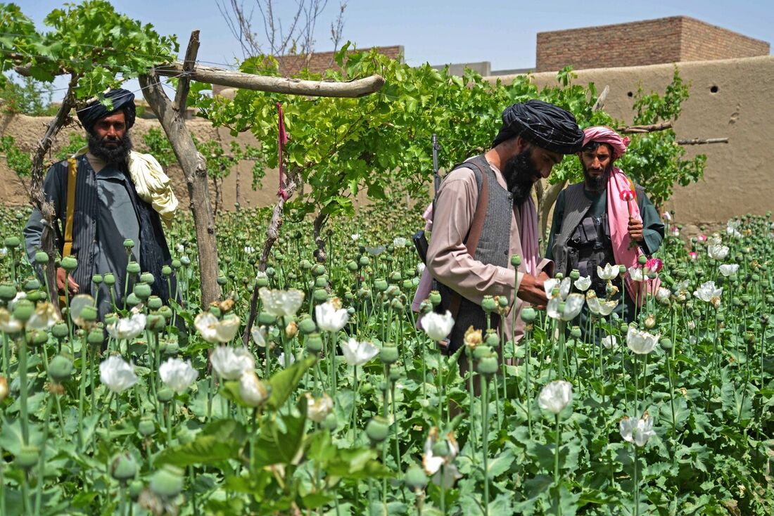 Seguranças talibãs destroem uma plantação de papoula na vila de Sher Surkh, na província de Kandahar. O lucrativo comércio de alcatrão de papoula - a substância psicoativa da heroína - tem sido uma das poucas constantes ao longo de décadas de guerra.