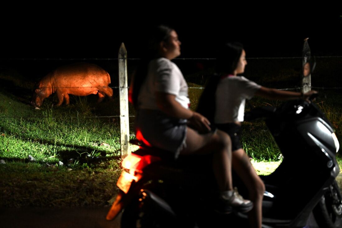 Colômbia não sabe mais o que fazer com os hipopótamos de Escobar