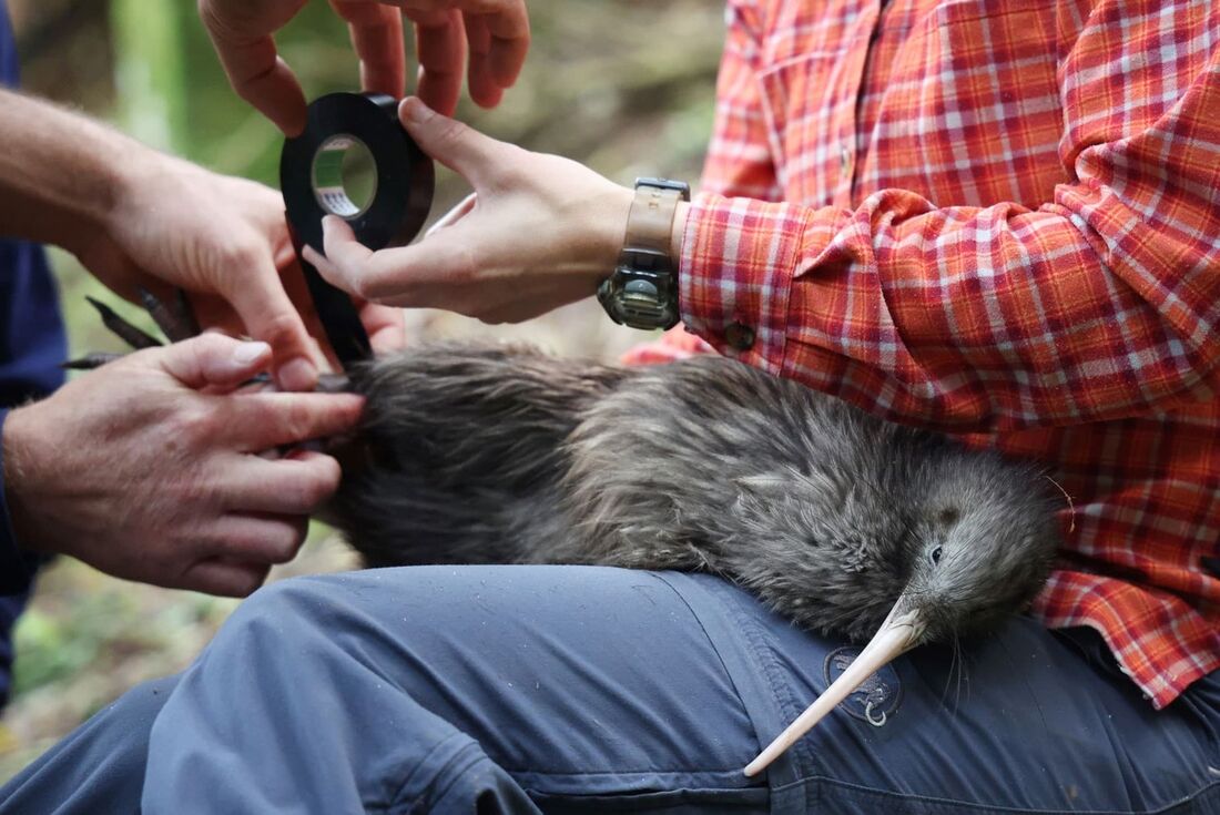 Nova Zelândia se mobiliza para salvar o kiwi, sua ave-símbolo