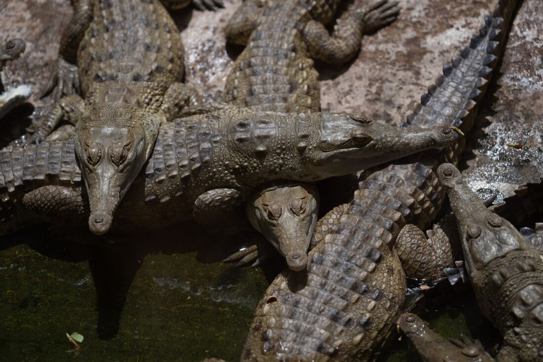 Cerca de 220 exemplares de um crocodilo nativo da Venezuela e da Colômbia são soltos nas águas do rio Capanaparo, que corta os dois países, depois de serem criados em cativeiro para salvar da extinção esse enorme predador.