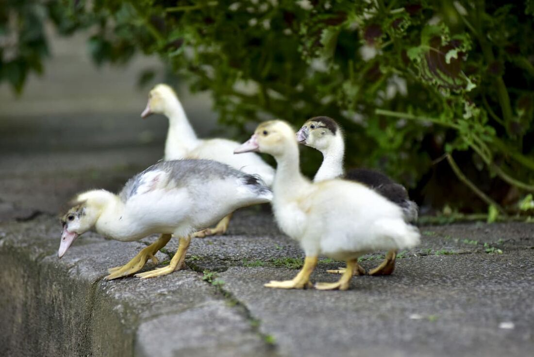 Patos do Parque Municipal Roberto Anselmo Kautsky,em Vitória, onde uma ave infectada com gripe aviária foi encontrada