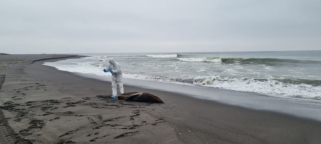 Funcionário da Sernapesca coleta amostras de um leão-marinho morto em uma praia no Chile