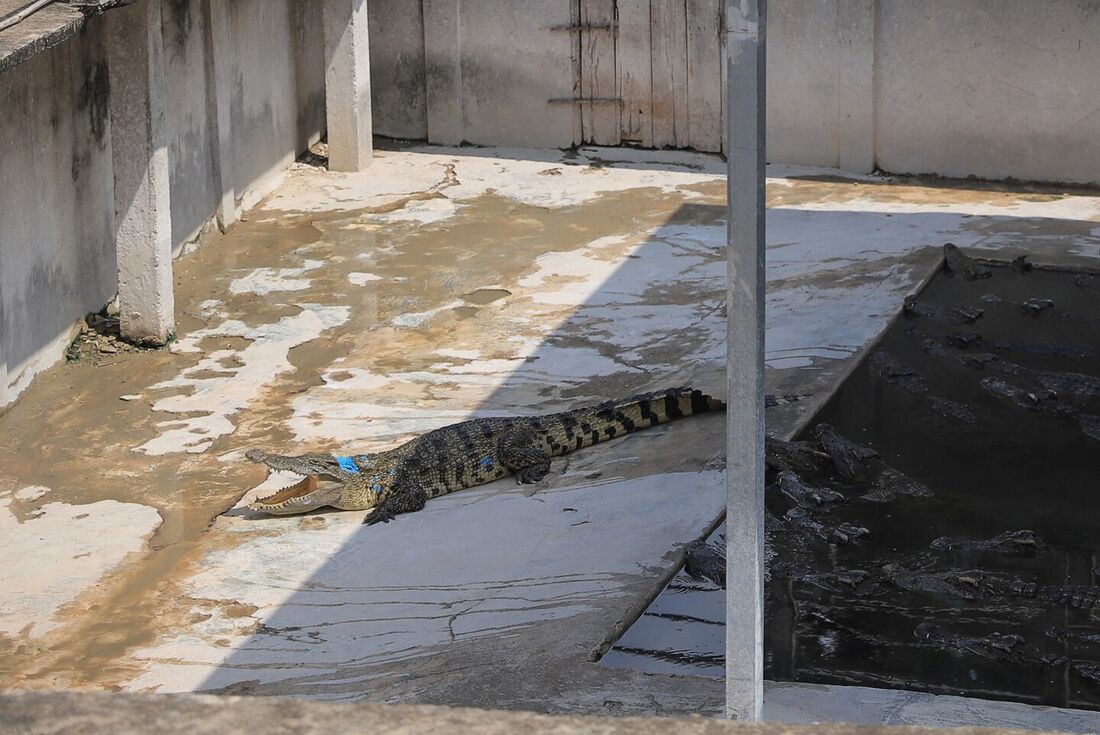 Crocodilos descansam em uma fazenda de répteis em Siem Reap em 26 de maio de 2023, depois que um homem de 72 anos foi morto pelos animais no recinto