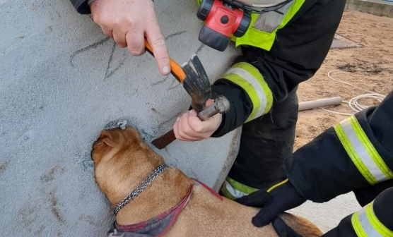Cadela fica presa em bloco de concreto em Santa Catarina