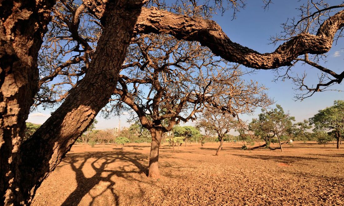 Cerrado é um dos cinco grandes biomas do Brasil e ocupa cerca de 25% do território nacional, com área aproximada de 1,9 milhão de quilômetros quadrados (km&#xB2;).