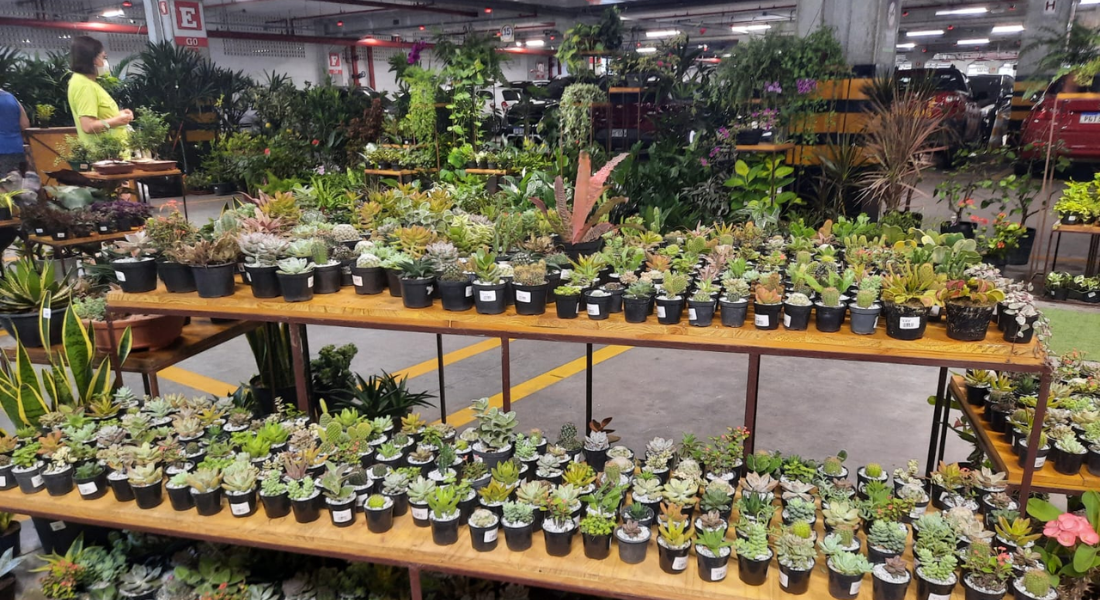 Feira de plantas 