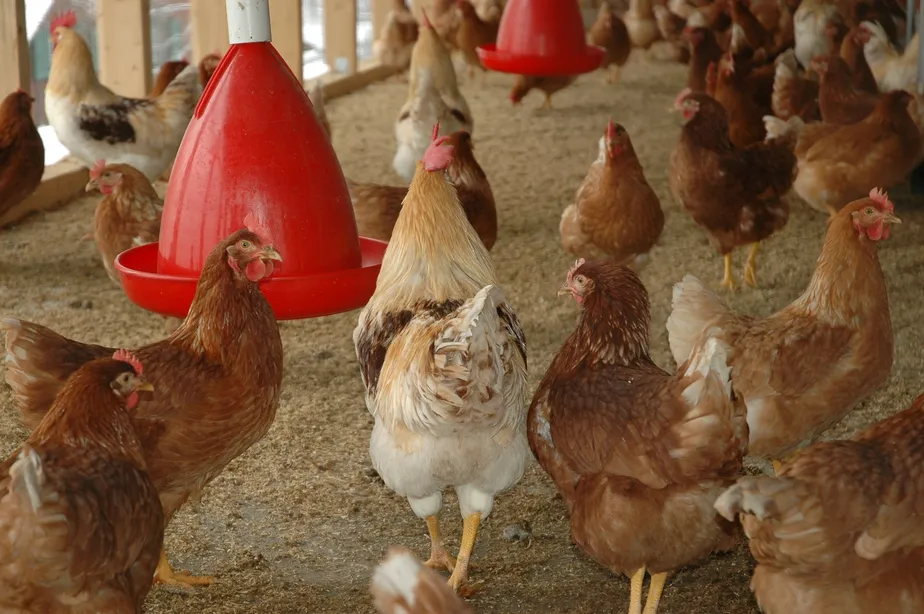 Ministério da Saúde destacou que a transmissão da gripe aviária acontece por meio do contato com aves doentes ou mortas.