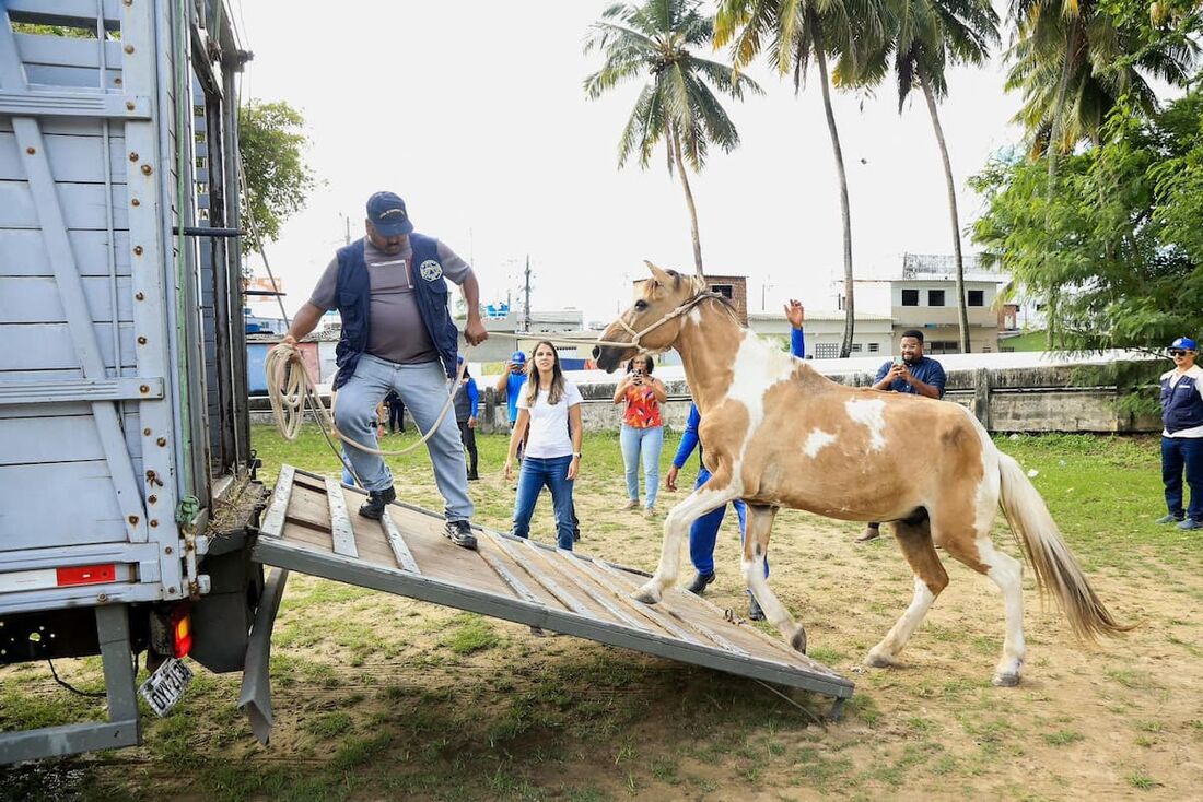 Prefeitura do Recife recolheu, até maio de 2023, 40 animais que estavam à frente de carroças