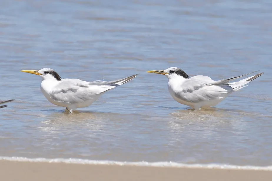 Aves silvestres da espécie Thalasseus acuflavidus: país tem cinco casos de gripe aviária 