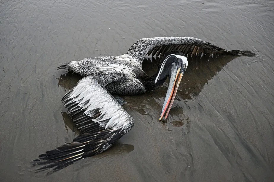 Pelicano suspeito de ter morrido da gripe aviária H5N1 é encontrado na praia de Lima, capital do Peru 