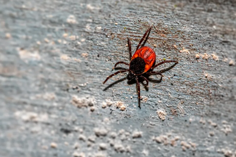 A febre maculosa é uma doença causada pela picada do carrapato-estrela 