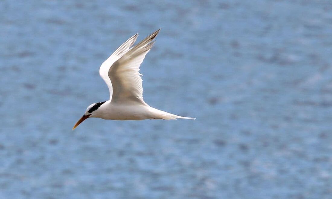 São sete casos em aves silvestres migratórias no litoral do estado