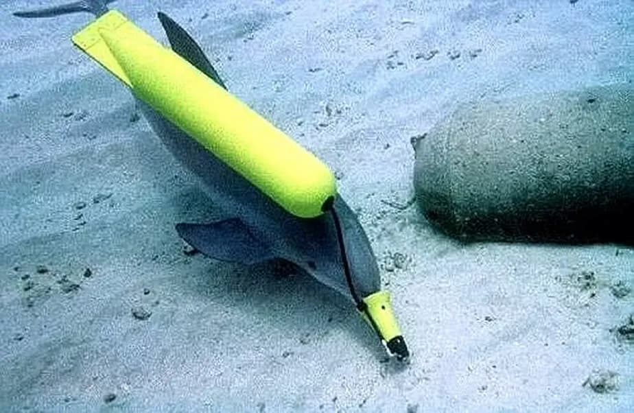 "Golfinho espião" carrega uma bomba durante exercício de treinamento 