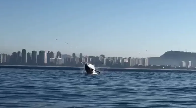 Baleia nadou entre a Praia da Barra e as Ilhas Tijucas