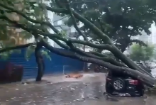 Queda de árvore durante chuvas no Recife