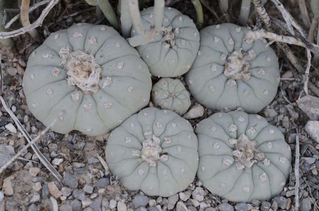 Lophophora sp, cacto produtor de mescalina, um alucinógeno natural