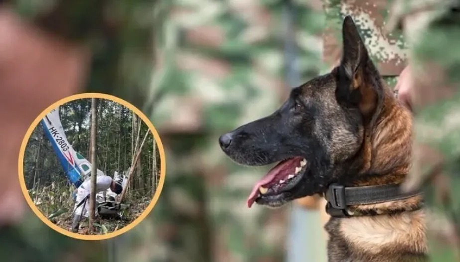 "Herói" nas buscas por crianças na Amazônia, cachorro Wilson está desaparecido