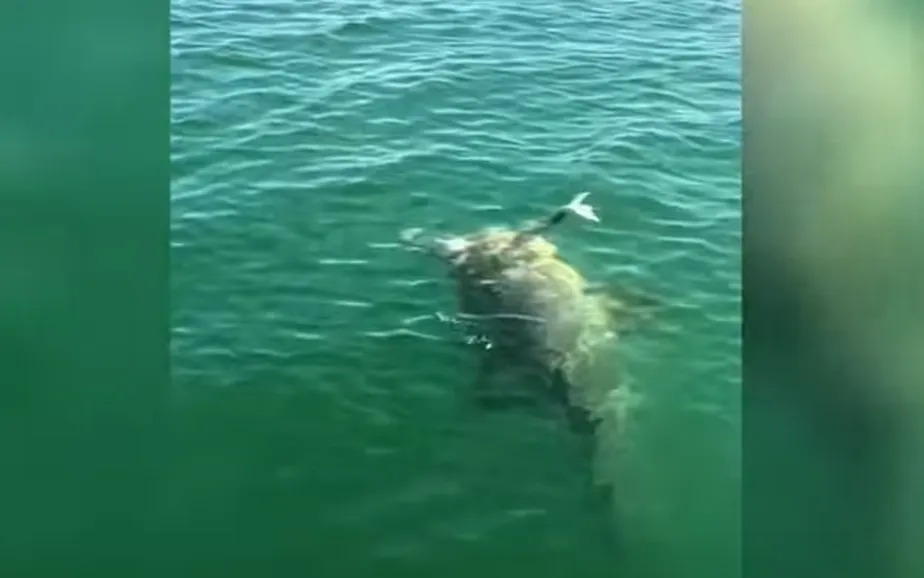 O momento do ataque da garoupa gigante ao tubarão 