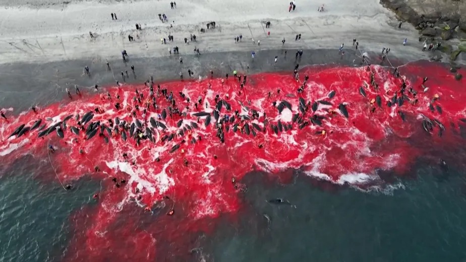 Pescadores cercam golfinhos até parte rasa e os matam a facadas em caçada nas Ilhas Faroe 