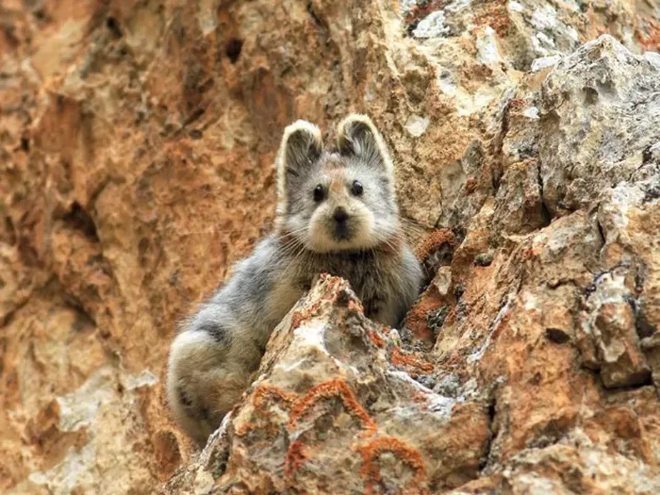 Pika, de 20 centímetros, vive solitário na China