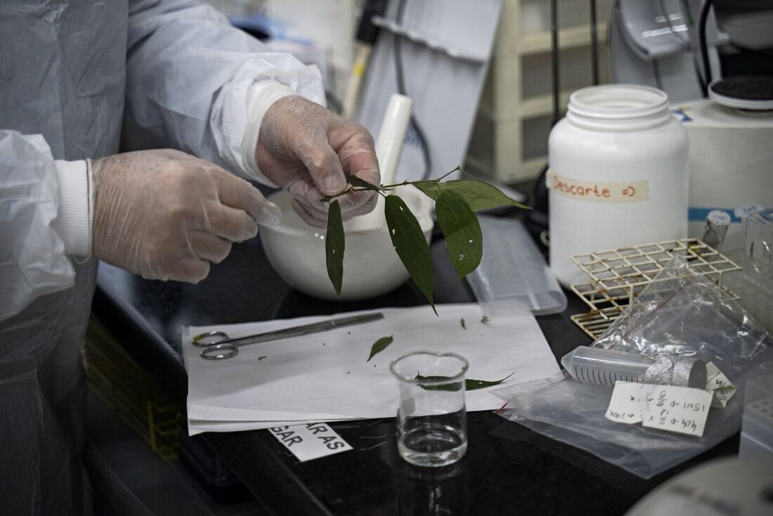 A planta caseira de crescimento rápido, Trema micrantha blume, é nativa das Américas 