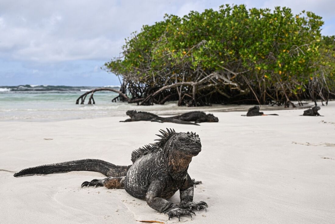 El Niño pode ser uma sentença de fome e morte para as iguanas marinhas negras do arquipélago de Galápagos