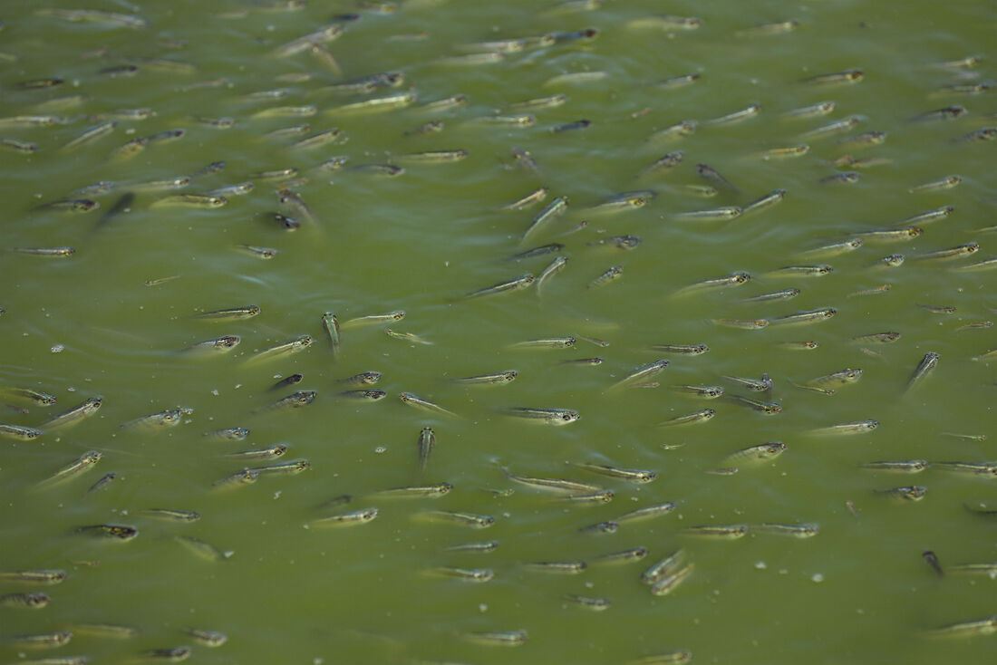 Esta região, que faz fronteira com o Irã, é conhecida por seus pântanos irrigados pelo rio Tigre