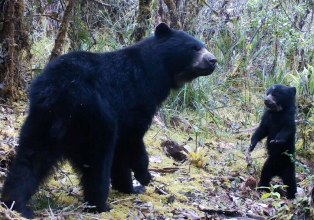 Urso-de-óculos vive na região andina