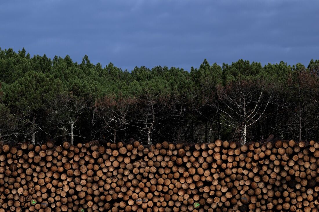 Esta fotografia tirada a 20 de setembro de 2022, mostra um carvalho "Pillier", na floresta dos Troncais, em Saint Bonnet de Tronçais, na França