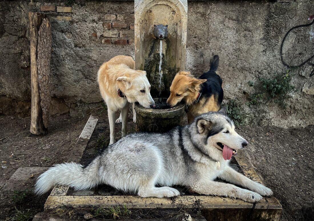 Cachorros com sede em calor extremo na Itália