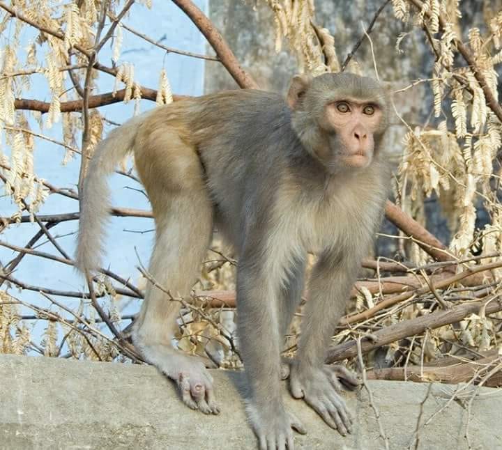 Machos da espécie macaco-rhesus fazem mais sexo entre si do que com fêmeas