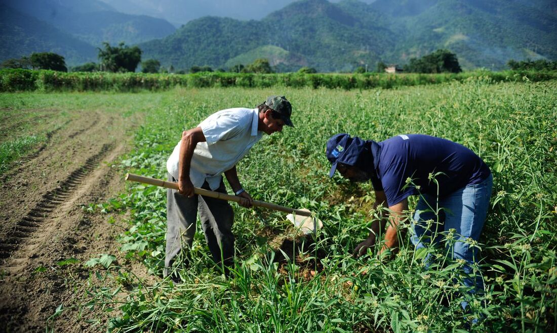 Só em Pernambuco, a agricultura familiar é praticada por mais de 232 mil unidades familiares