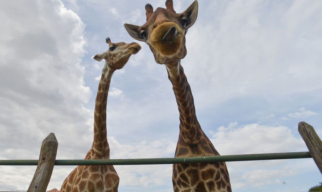 Dias após chegarem ao país, seis girafas tentaram fugir e três delas morreram durante a captura