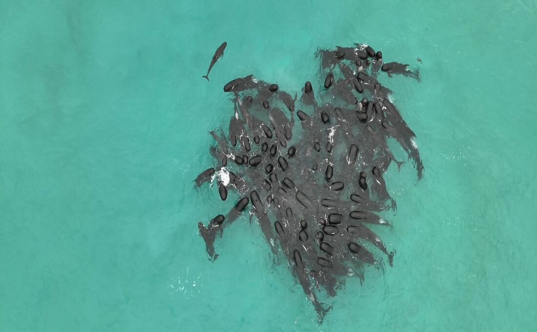 Baleias encalham na costa da Austrália 