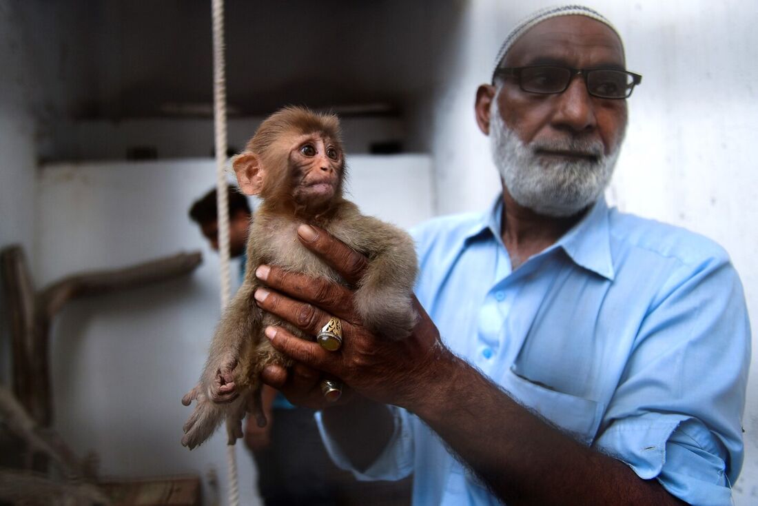 Bebê macaco causa tumulto em julgamento no Paquistão