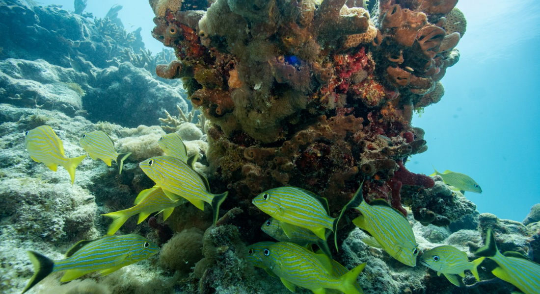 Peixes nadam ao redor de um recife de coral em Key West