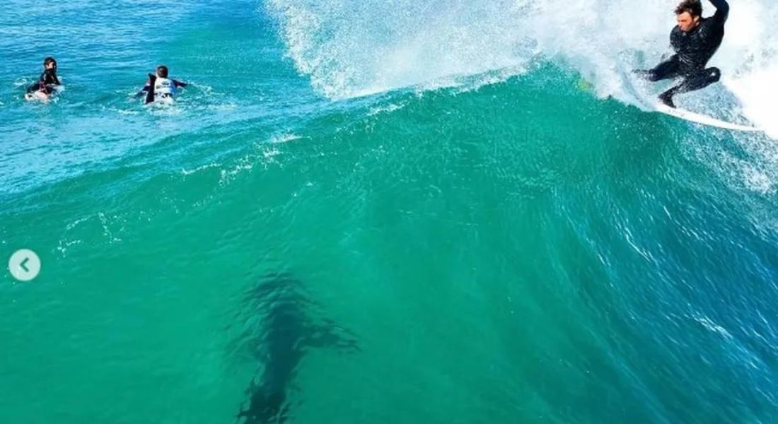 Ian Gentil na onda com tubarão perto em Jeffreys Bay, na África do Sul 