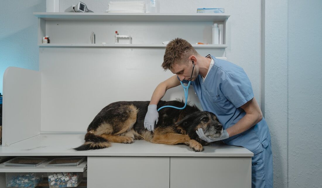 Veterinário avaliando saúde de cão