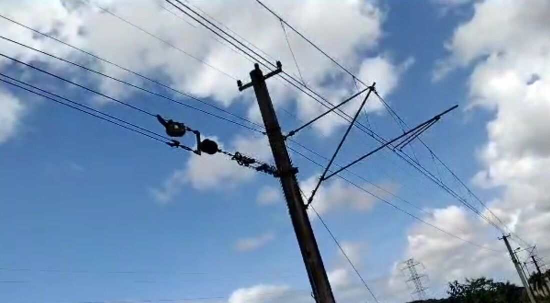 Bicho preguiça é resgatado de linhas aéreas do Metrô Recife