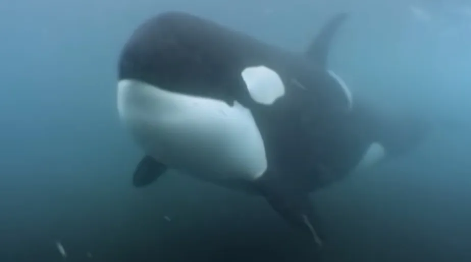 Animais pedradores, as orcas não costumam atacar humanos 