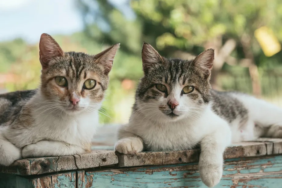 OMS confirma primeiro surto de gripe aviária entre gatos na Polônia