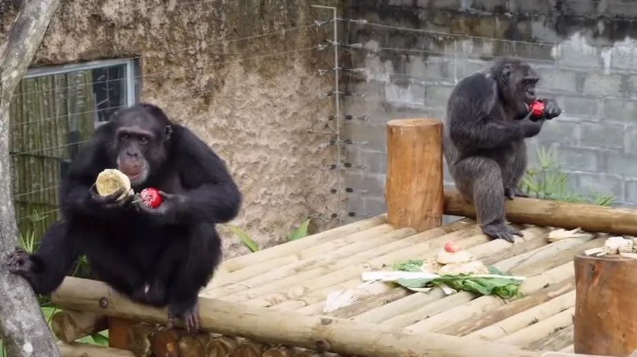 Macaco em zoológico faz ligação emergencial e confunde policiais