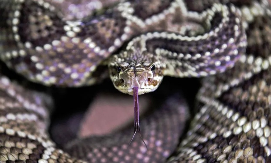 A picada de uma cobra cascavel (Crotallus durissus) pode ser mortal 